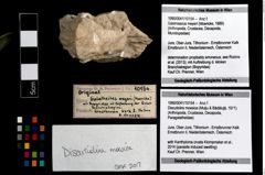 Foto (Objekt + Etikett) von Discutiolira moesica (Muţiu & Bădăluţă, 1971)  (NHMW-GEO-1990-0041-10154)